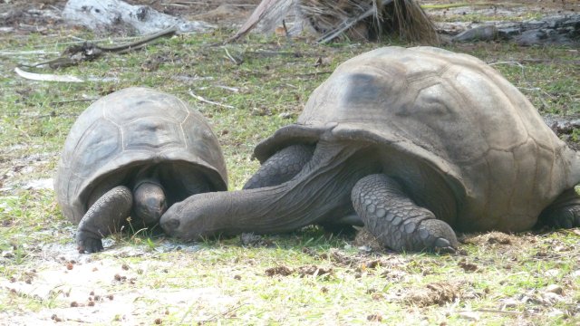 Zwei Riesenschildkröten turteln gerade miteinander, ist das nicht wunderschön?!