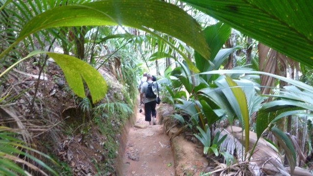 Landgang im Naturschutzgebiet auf Mahé (Vallee de Mai) Weltkulturerbe