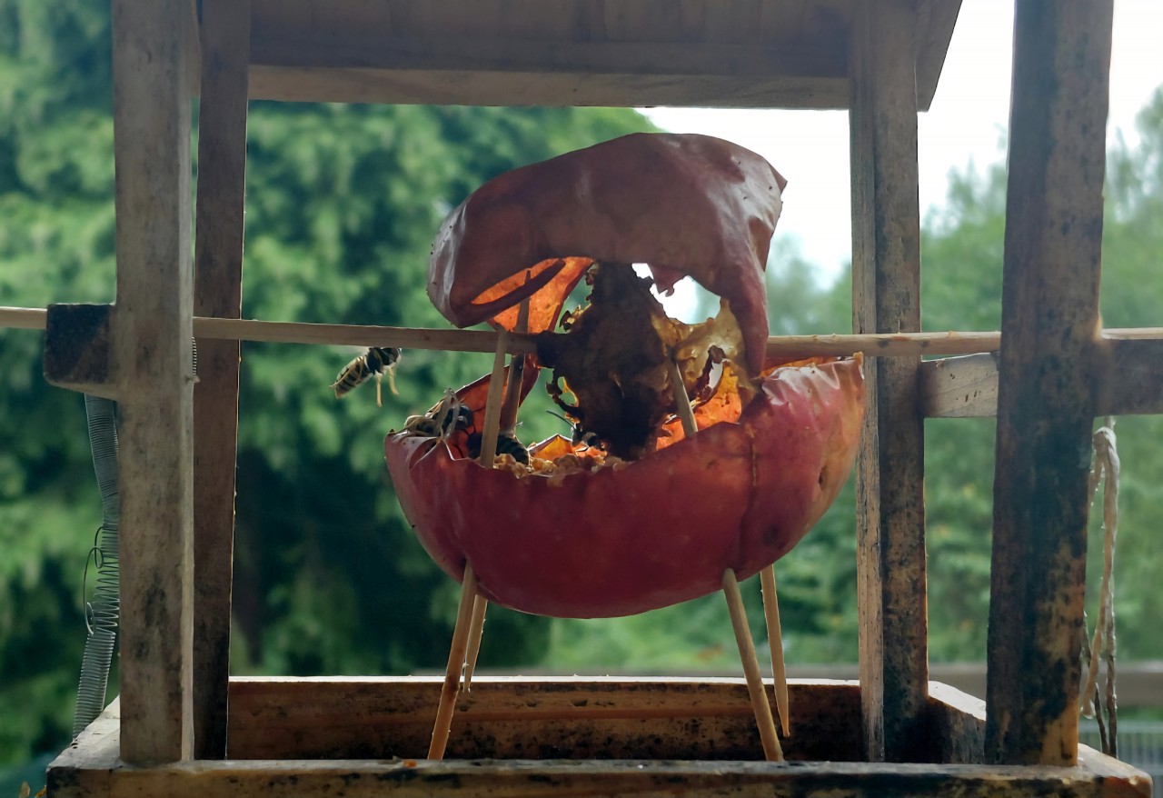 eigentlich sollte der Apfel im Vogelhäuschen für meine Vögelchen sein,  aber ... nein, die Wespen sind drüber hergefallen!  Wahnsinn!
